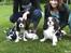 Cavalier king charles spaniel Zhiba - Zhiba´s mor og far :)