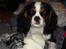 Cavalier king charles spaniel Zhiba - Zhiba der ligger og leger :)