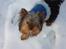 Yorkshire terrier lille per jensen junior. - det er skiie koldt..