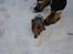 Yorkshire terrier lille per jensen junior.