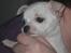Chihuahua Lykke   " nu i pleje "