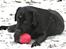 Labrador retriever Lab tasso Cle'o - Cle´o leger i haven