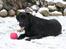 Labrador retriever Lab tasso Cle'o - he he jeg fik bolden