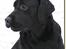 Labrador retriever Lab Tasso Blue Bell