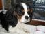 Cavalier king charles spaniel Zhiba - Man ligger rigtigt dejligt ope i vindueskarmen :) <3