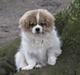 Tibetansk spaniel De'sade Hannibal