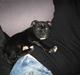 Staffordshire bull terrier Mikko