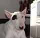 Bullterrier Røntveds Charlie (solgt i 2011)