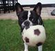 Fransk bulldog Bertram