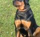 Rottweiler shiva/R.I.P
