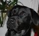 Labrador retriever Django