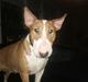 Bullterrier Brauners Donna - Tasja 