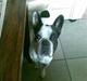 Fransk bulldog Frida