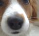 Kooikerhondje Flora