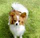 Papillon Penny Lane