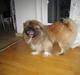 Pekingeser Sigurd