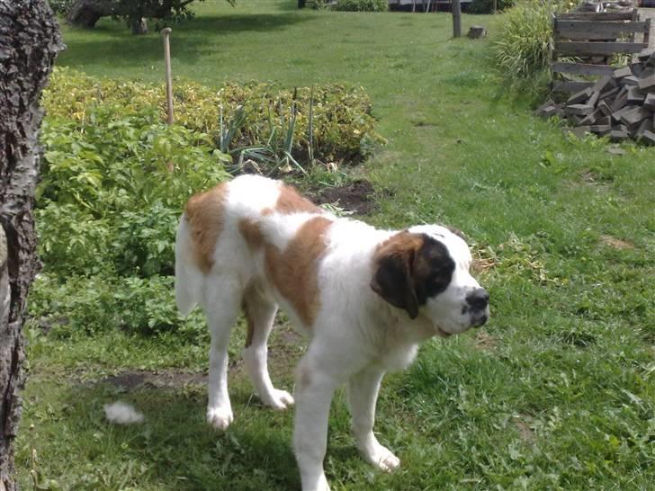 Sankt bernhardshund Basse billede 14