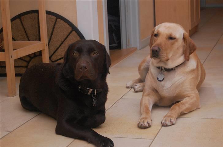 Labrador retriever Clara billede 18