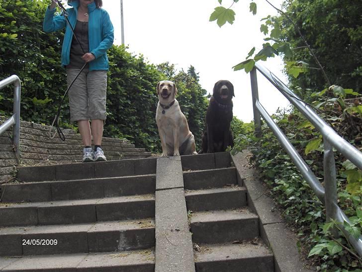 Labrador retriever Clara billede 19