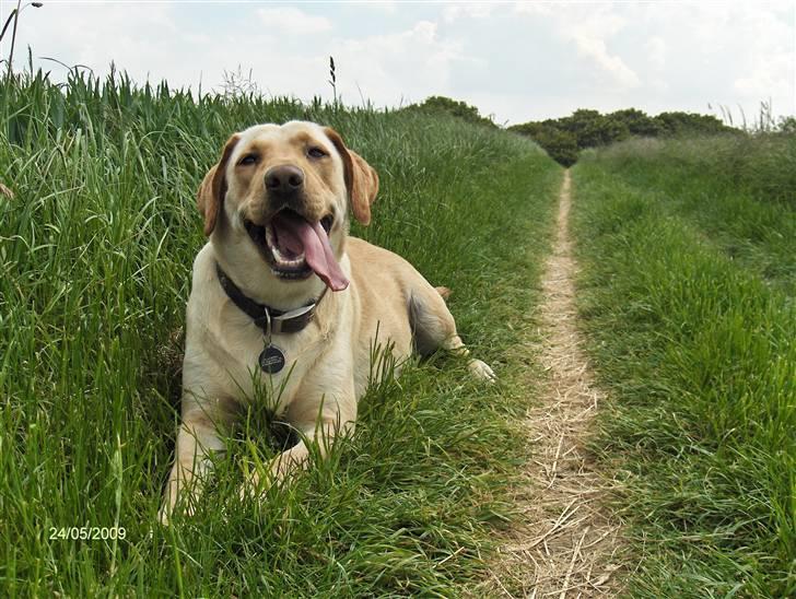 Labrador retriever Clara billede 20