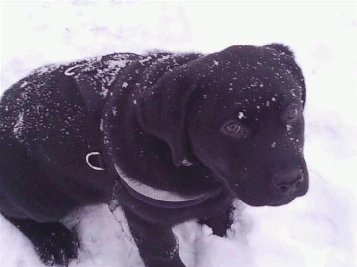 Labrador retriever Rocky - rocky elsker at lege i sneen... selv om det er lidt koldt billede 1