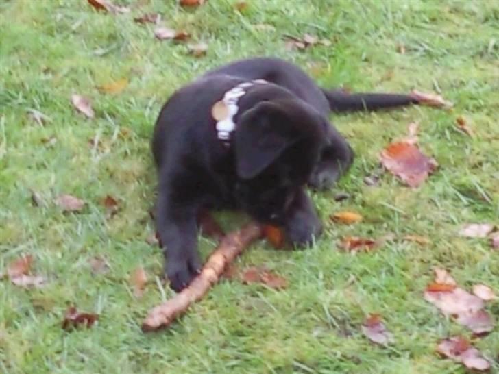 Labrador retriever Rocky - rocky med en stor pind, han er meget stolt billede 2