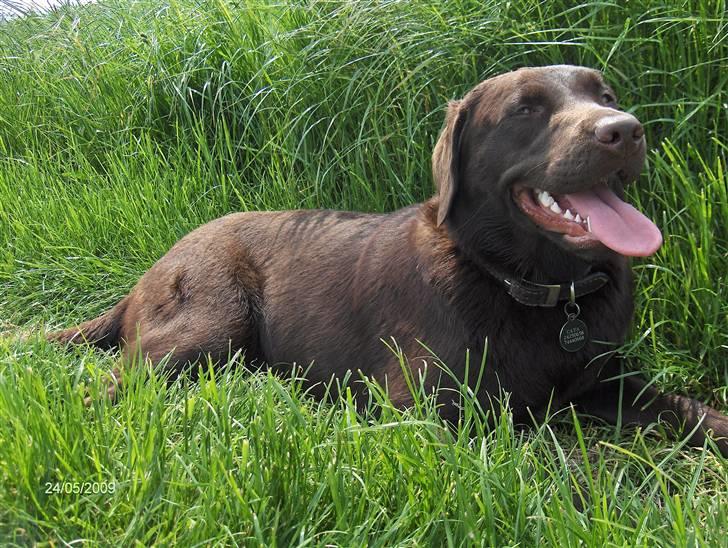 Labrador retriever Caya billede 20