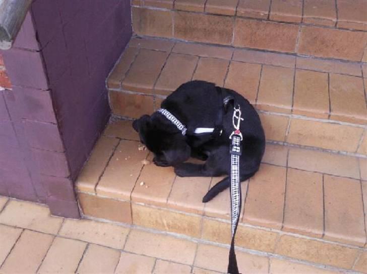 Labrador retriever Rocky - får lige en god bid på en trappe sten billede 3