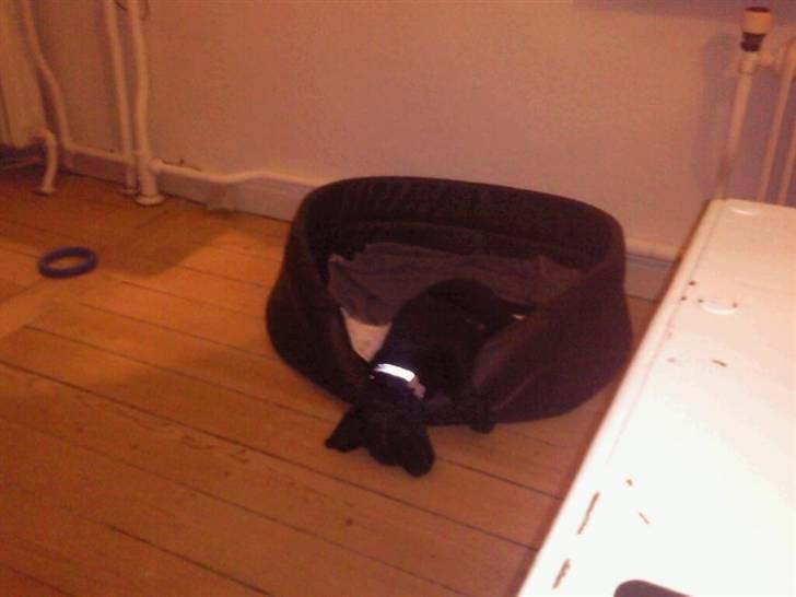 Labrador retriever Rocky - meget sjov måde at sove på billede 4