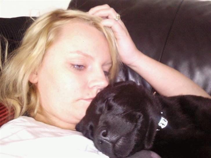 Labrador retriever Rocky - han er da bare for sød billede 5