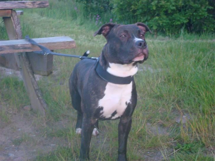 Amerikansk staffordshire terrier lui billede 2