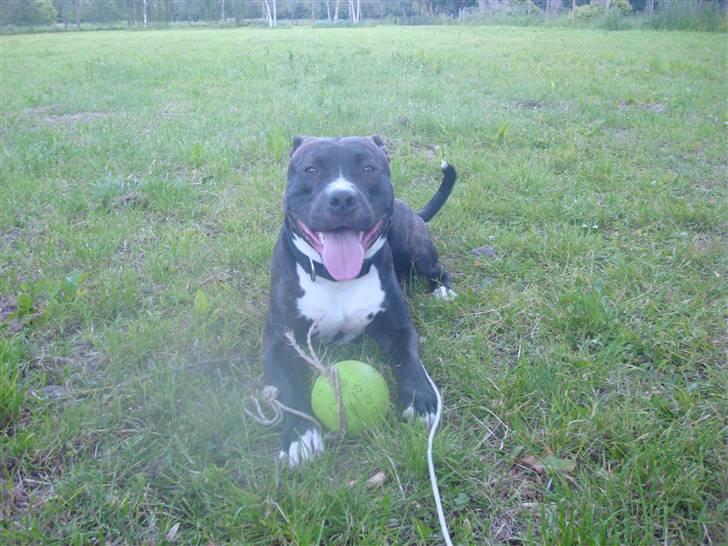 Amerikansk staffordshire terrier lui billede 3