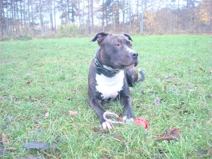 Amerikansk staffordshire terrier lui - 1,5år gammel  november 2009 billede 4
