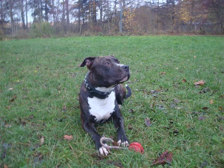 Amerikansk staffordshire terrier lui - 1/2 år gammel billede 5