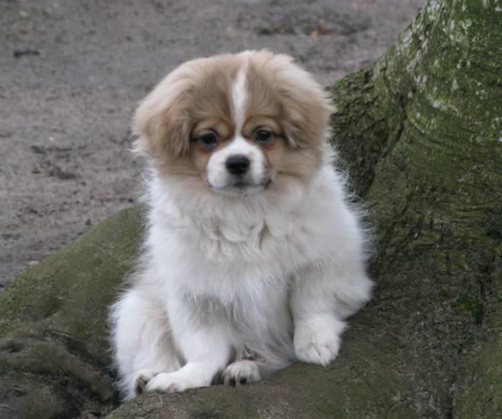 Tibetansk spaniel De'sade Hannibal billede 1