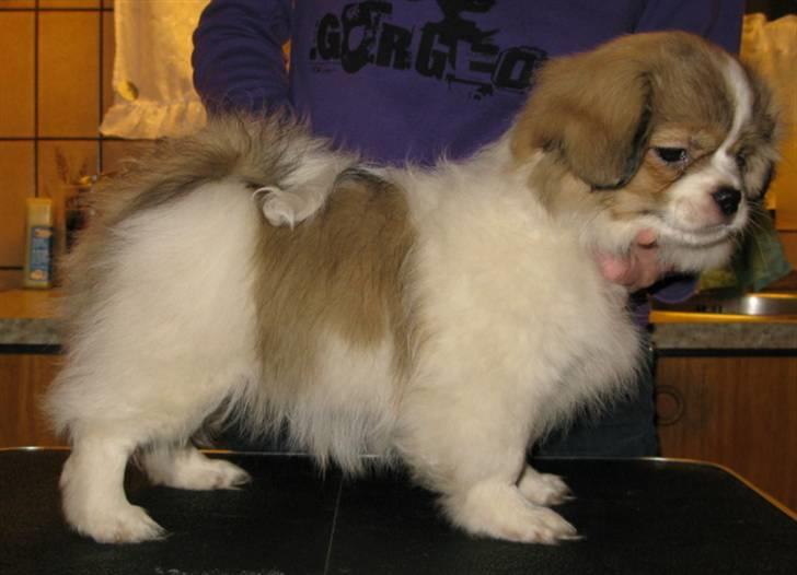 Tibetansk spaniel De'sade Hannibal billede 2