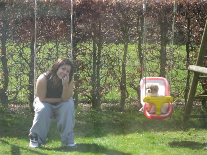 Tibetansk spaniel De'sade Hannibal - se mig! jeg gynger mor xD billede 3