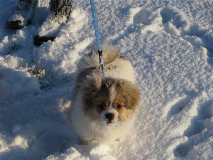 Tibetansk spaniel De'sade Hannibal - hej mor :D jeg eeeeeelsker snee :D billede 4