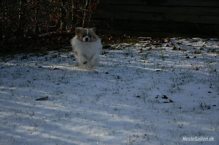 Tibetansk spaniel De'sade Hannibal - min hund kan FLYVE O: billede 5