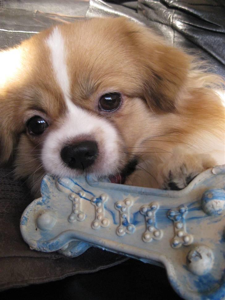 Tibetansk spaniel De'sade Hannibal billede 6