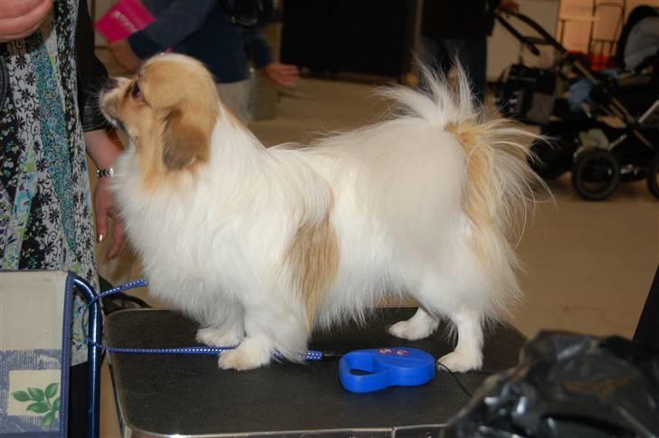 Tibetansk spaniel De'sade Hannibal - Hanni til World dog show 2010 (: billede 7
