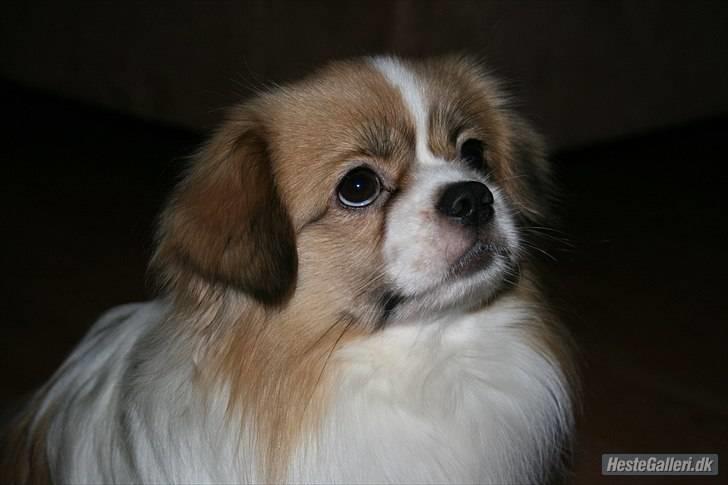 Tibetansk spaniel De'sade Hannibal - Hunden ser tv (; billede 8