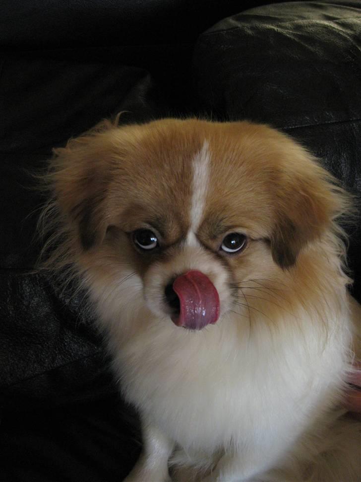Tibetansk spaniel De'sade Hannibal - slikke slikke xD billede 9