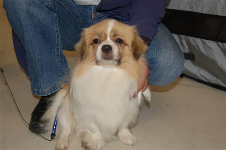 Tibetansk spaniel De'sade Hannibal billede 10