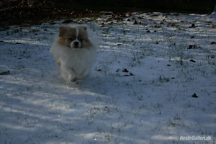 Tibetansk spaniel De'sade Hannibal - NU KOMMER JEG XD billede 11