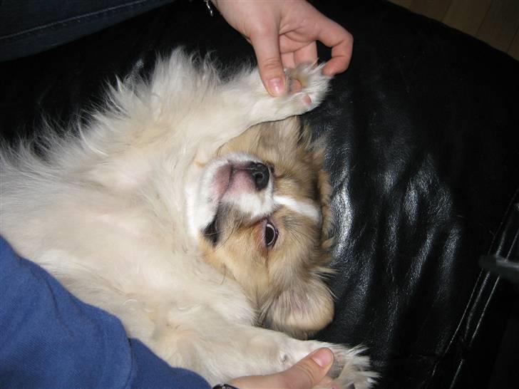 Tibetansk spaniel De'sade Hannibal - hænderne op xD billede 12