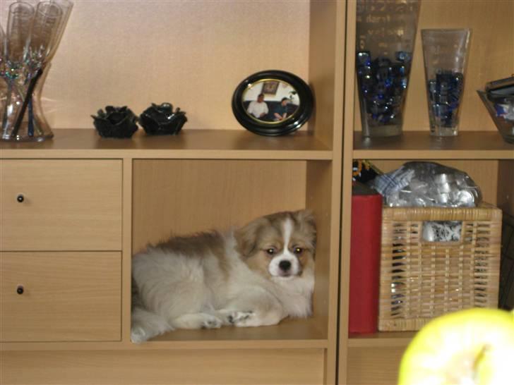 Tibetansk spaniel De'sade Hannibal - ja - han ligger i reolen XD han startede med at fjerne mors ting derinde fra XD og lagde sig så derind XD billede 13