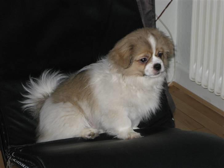 Tibetansk spaniel De'sade Hannibal billede 14