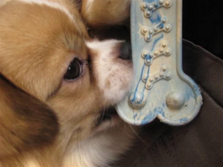 Tibetansk spaniel De'sade Hannibal - gnaske gnaske XD billede 15