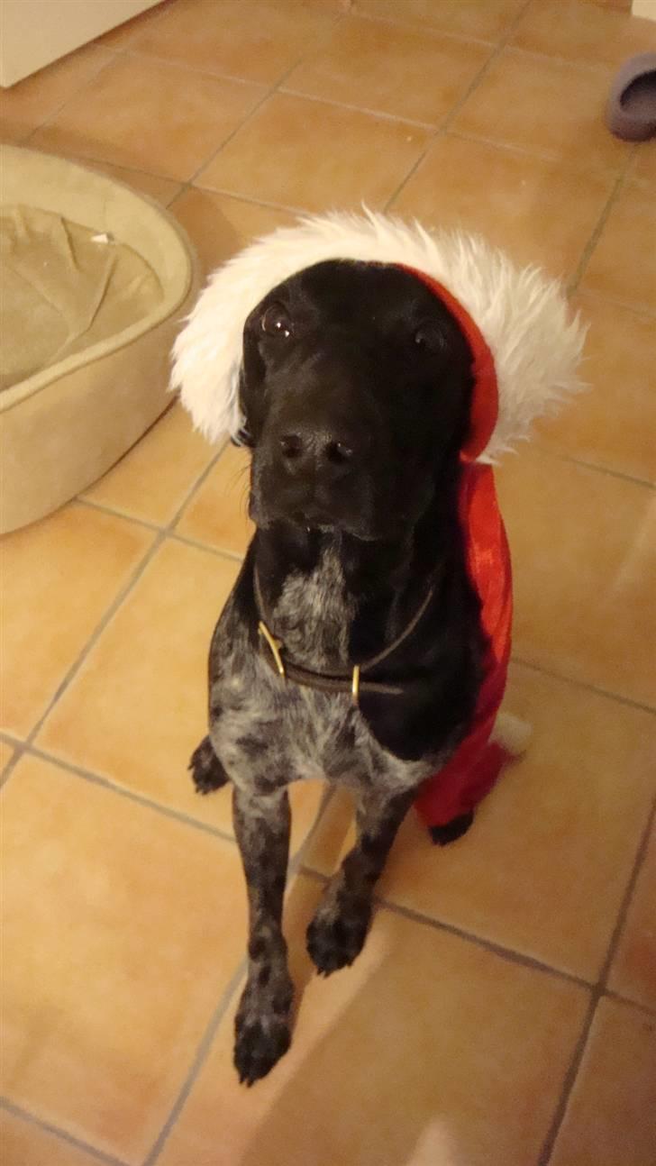 Blanding af racer Bella - Bella juleaften billede 11